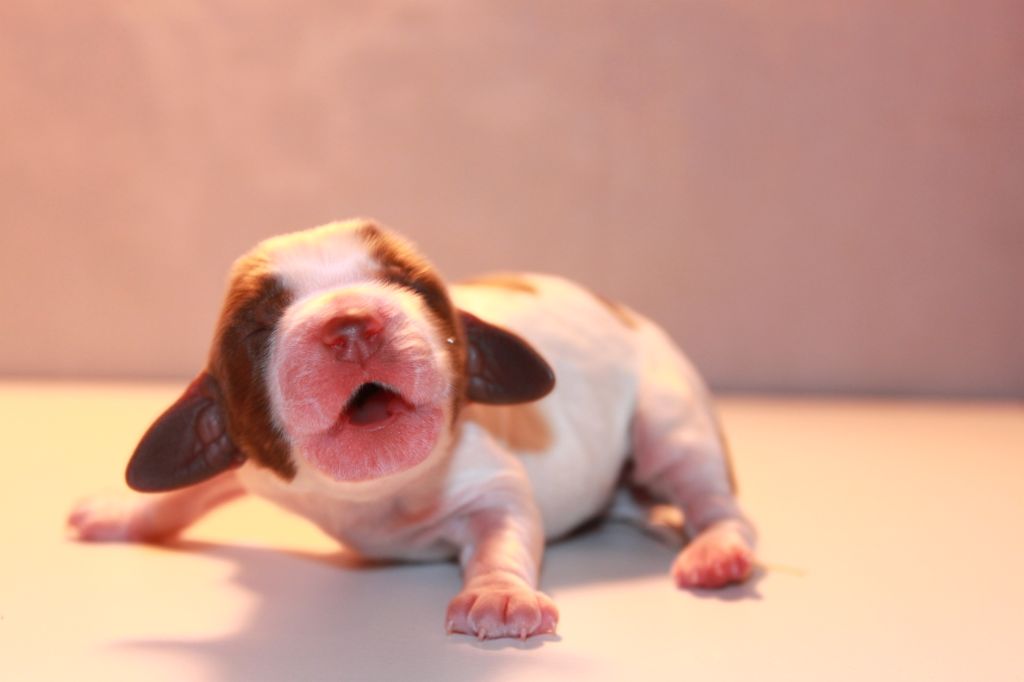 Chiot Lautrec X Odevie 2021