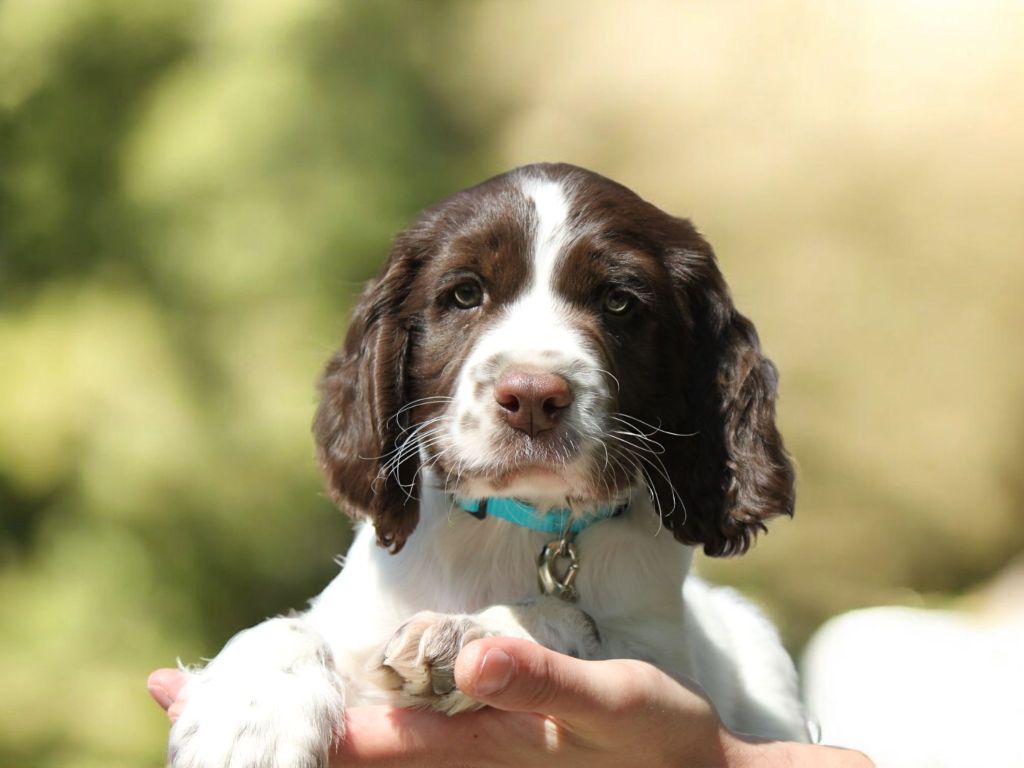 Du Fief Des Ormes Rouges - English Springer Spaniel - Portée née le 15/03/2025