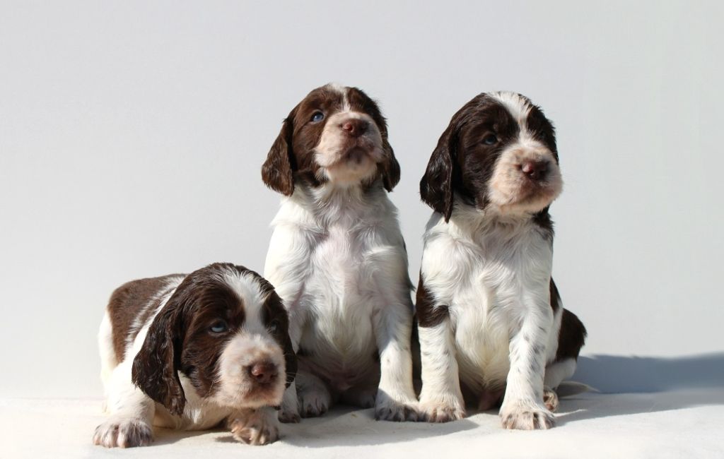 Du Fief Des Ormes Rouges - English Springer Spaniel - Portée née le 15/02/2021