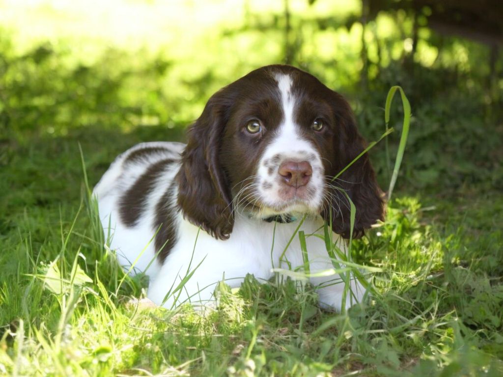 Du Fief Des Ormes Rouges - Chiots disponibles - English Springer Spaniel